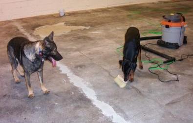 Puppy school Derry NH