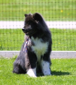Bugsy at Fortunate Dog and Owner Training Boarding School North Hampton NH