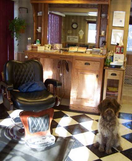 Dog training for Giant Schnauzers in North hampton NH on the seacoast