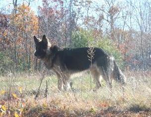 Obedienced trained Doberman in Stratham NH