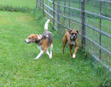Olde English Bulldogges from Dracut MA dog obedience trained at boarding school