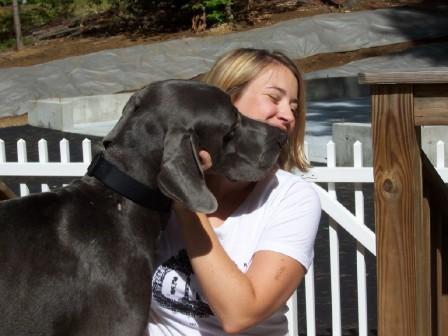 Foxhound and Boxer dog training in New Hampshire 
