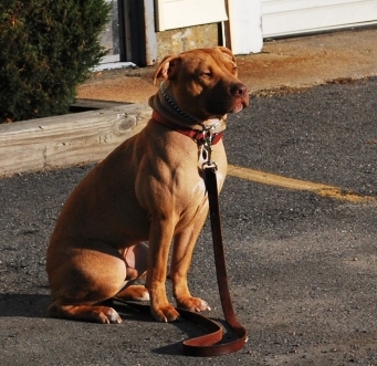 Fortunate K9 boarding student Gus.  Finest dog training in New Hampshire.  Olde English Bulldogge training