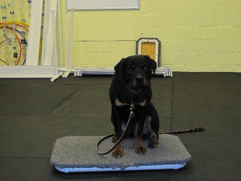 NH dog training with Fortunate K9   Brock the ARNNE dog