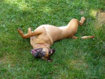 Julia tests the staying power of Gracie Jane der Flitzer, CGC, BH, TDI, RE, WDTT;  Panzer der Grosseretterhund, CGC, CD;  Mayday, CGC, BH, RE, WDTT, CD; Olivia, CGC and Gus, CGC&nbsp;