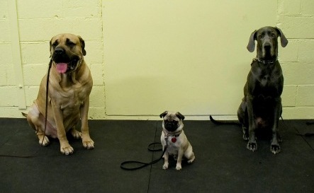 Auntie Dog with Panzer der Grosseretterhund, CGC, CD 
