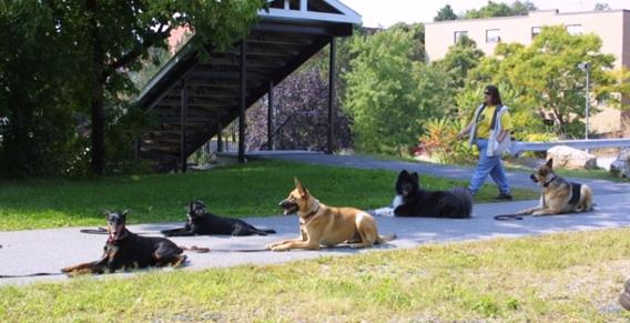 Fortunate K9 Dog and Owner Training - Group Training Class