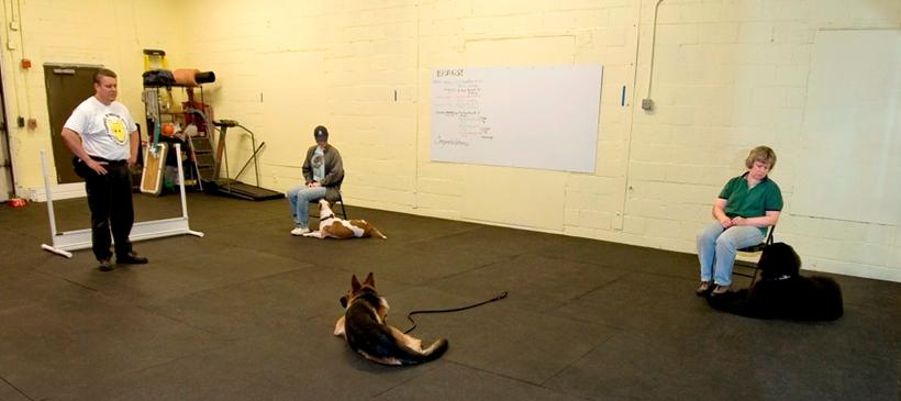Group dog training class at Fortunate K9 in Derry NH 