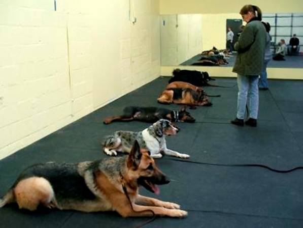 group dog training in North Hampton NH and Derry NH