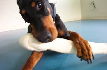 Doberman chewing his bone  ecollar training at Fortunate K9 Dog Training  Derry NH