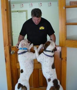 Olde English Bulledogs at Fortunate K9 Dog and Owner Training, Derry NH