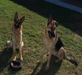 GSD trained wth ecollar in Seabrook NH