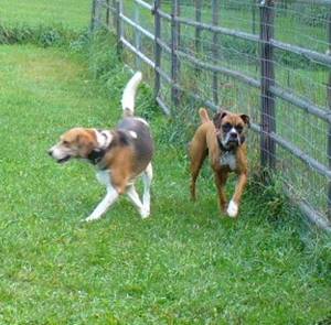 Foxhound and Boxer dog training in New Hampshire 