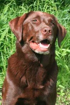 Labrador Retriever training with Fortunate K9 in Derry NH