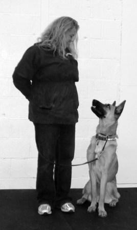 Belgan Malinois dog training with Fortunate K9